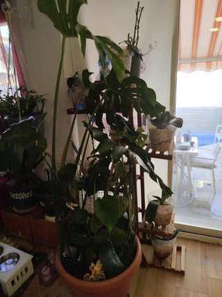 Monstera / Costilla de Adán