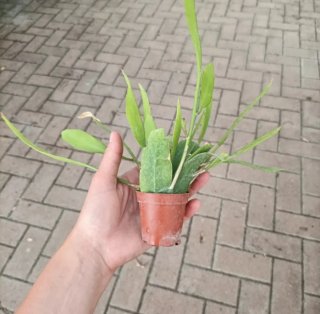 Rhipsalis Ramulosa Red Coral