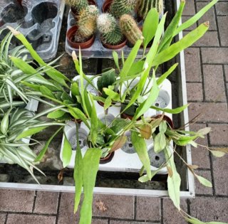 Rhipsalis Ramulosa Red Coral