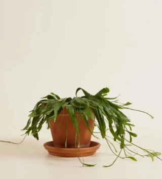 Rhipsalis Ramulosa Red Coral