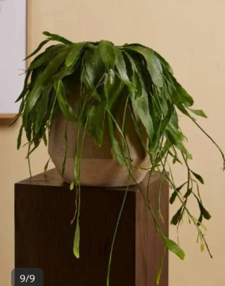 Rhipsalis Ramulosa Red Coral