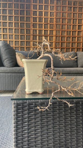 Bonsai Enebro Seco Decorativo Con maceta.