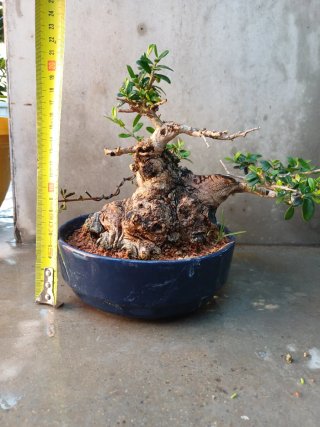 Bonsái Acebuche en Maceta Azul