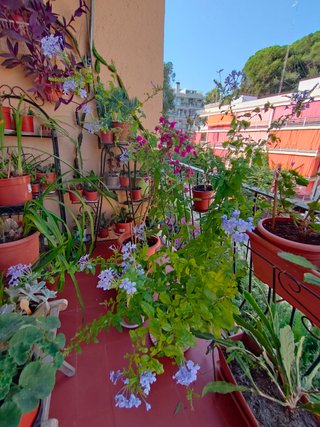 Planta con flores azules