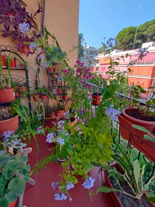 Planta con flores azules