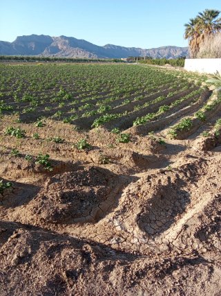 Chalet a reformar con parcela