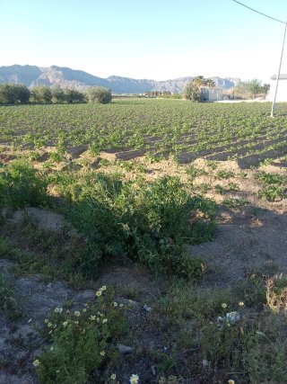 Chalet a reformar con parcela