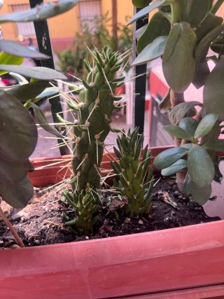 Cactus Alfiler de Eva pequeños
