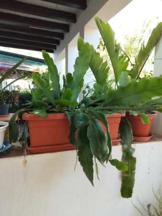 Esquejes Cactus Orquídea