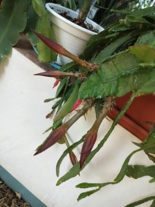 Esquejes Cactus Orquídea