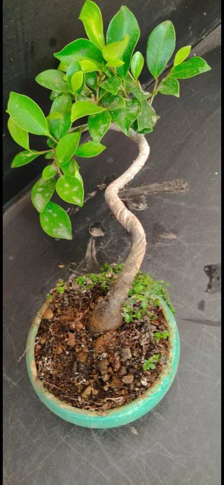 Bonsái Ficus retusa