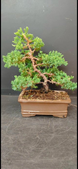 Bonsai Juniperus Procumbens Nana