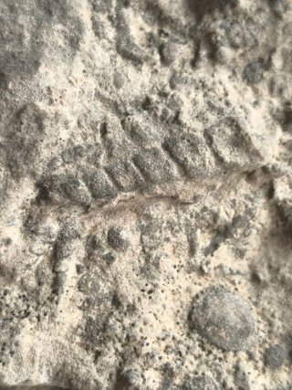 Roca con Fósiles Marinos