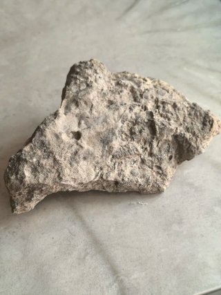 Roca con Fósiles Marinos