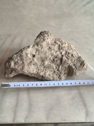 Roca con Fósiles Marinos