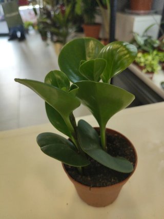Planta Peperomia