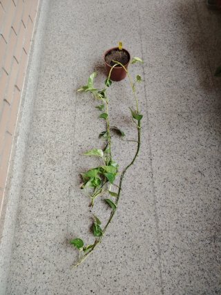 Planta Poto