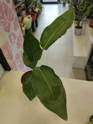 Strelitzia Nicolái Planta