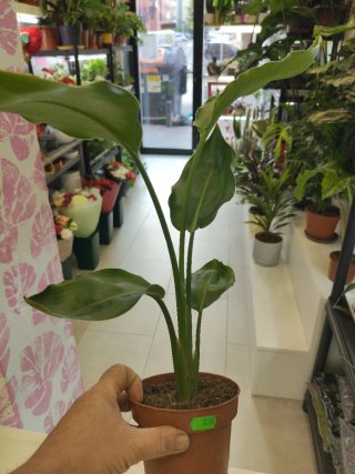 Strelitzia Nicolái Planta
