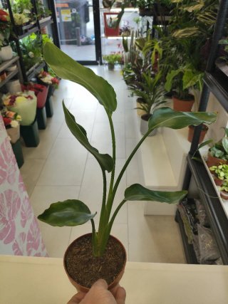 Strelitzia Nicolái Planta