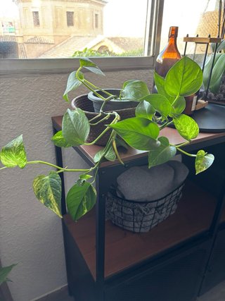 Planta Potos con Maceta