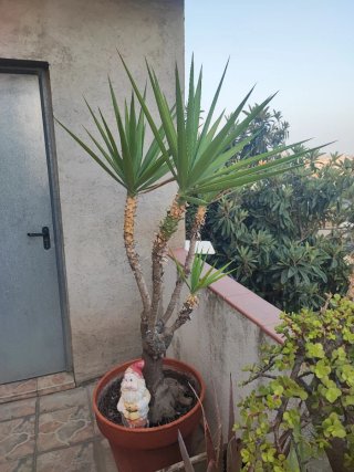 Árbol de yuca con maceta