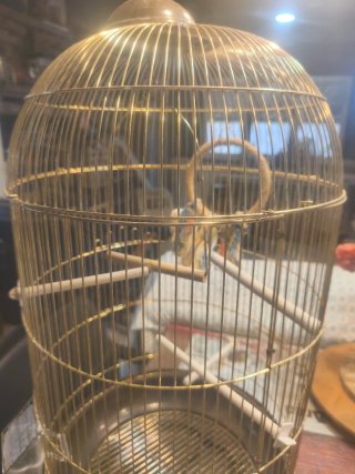 Jaula redonda dorada para pájaros