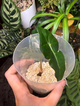 Alocasia Polly