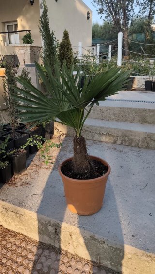 Trachycarpus fortunei