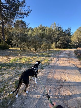 Cuidado y paseo de perros