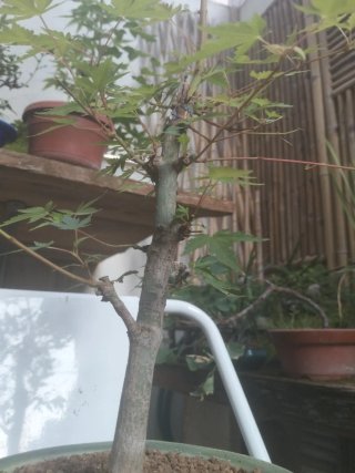 Bonsái Acer Katsura ramas bien posicionadas