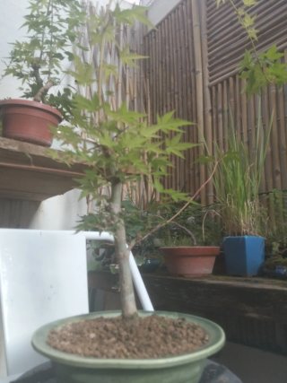 Bonsái Acer Katsura ramas bien posicionadas