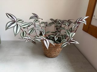 Tradescantia en maceta