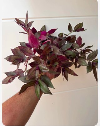 Planta colgante Tradescantia zebrina