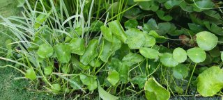 Planta acuática Centella Asiática