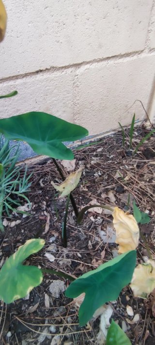 Alocasia Rubra