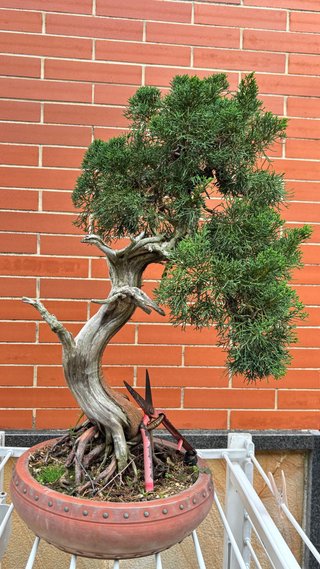 Bonsái Juniperus chinensis