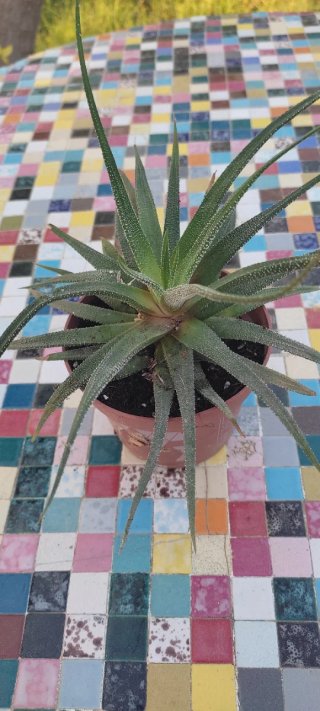 Haworthia planta suculenta