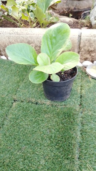 Hortensia de invierno en maceta