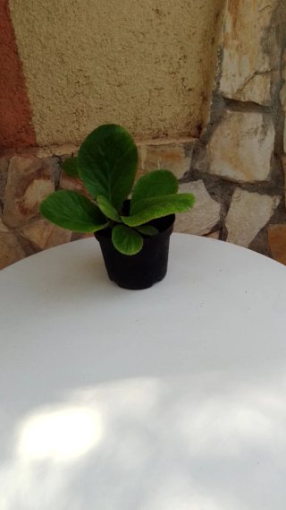 Hortensia de invierno en maceta