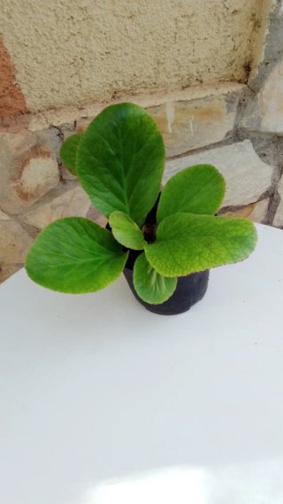 Hortensia de invierno en maceta