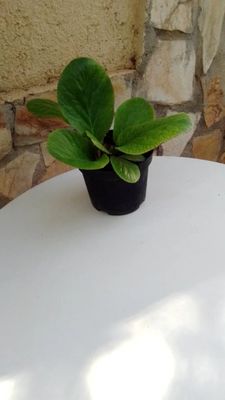 Hortensia de invierno en maceta