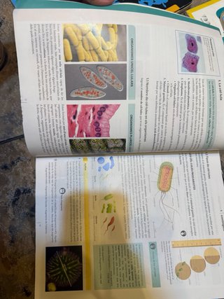 Biología i Geología 1 ESO LOMLOE