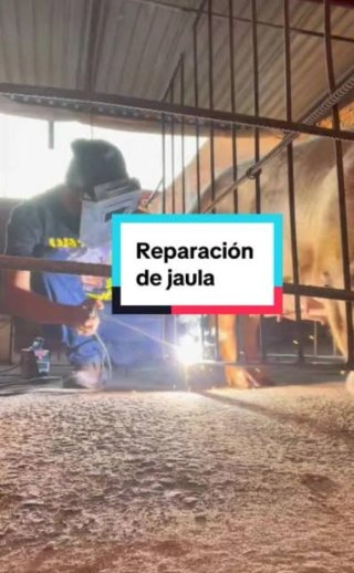 Todo tipo de servicios para granjas porcinas.