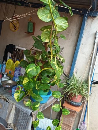 Planta Poto