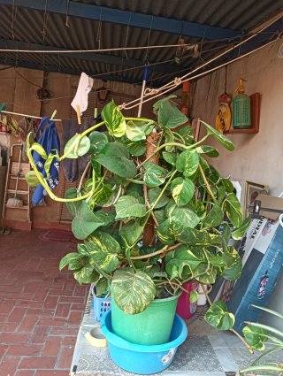 Planta Poto