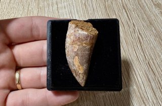 fossil  para coleccionistas