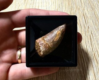 fossil  para coleccionistas