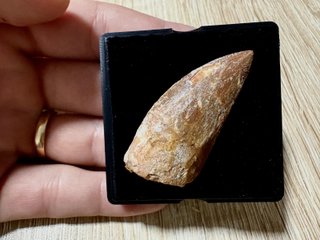 fossil  para coleccionistas