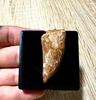 fossil  para coleccionistas